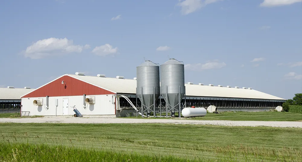 Agriculture Pig Barn